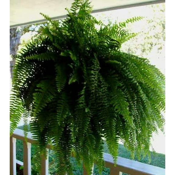 Fern 8" Hanging Basket, LIVE PLANT!!!