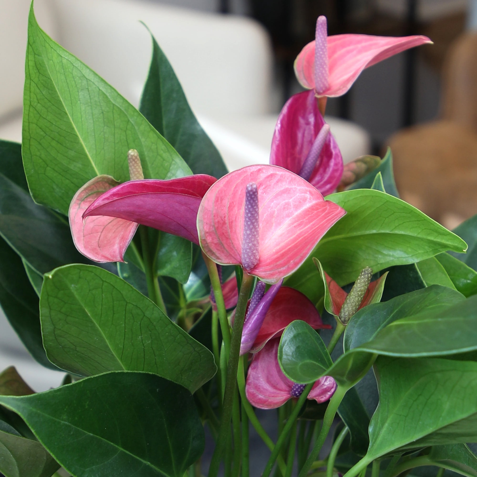 Altman Plants Purple Mix Anthurium Plant Gift, White Pot, 10-12" Tall Flamingo Flower Lily