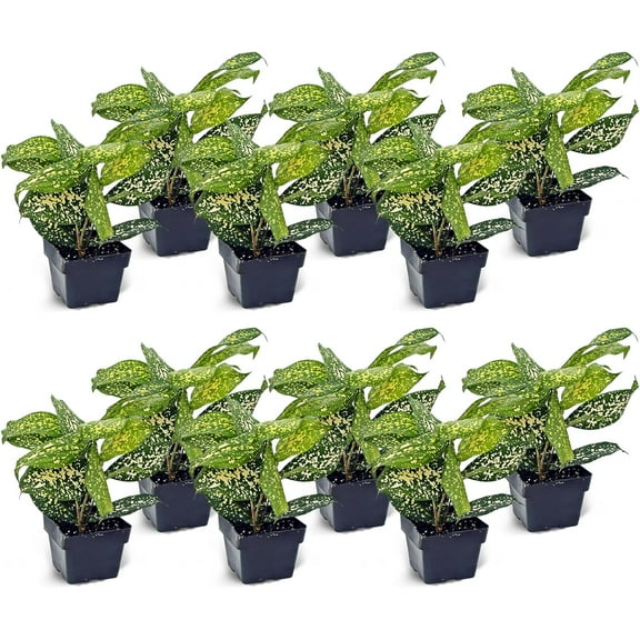 12 Pack Live Florida Beauty Golddust Spoted-Leaf Dracaena Surculosa, Variegated Indoor Potted Houseplant, Office Gift, Get Well Gift, Birthday Gift, Thank You Gift in 3" Pot