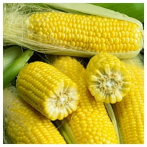 Everwilde Farms - 1 lb Golden Bantam Sweet Corn Seeds - Gold Vault Bulk Seed Packet