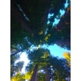 thumbnail image 2 of Grayscale 15x18 Gold Ornate Wood Framed with Double Matting Museum Art Print Titled - Tree Canopy IX, 2 of 4