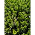 thumbnail image 4 of 5 Emerald Green Arborvitae in 3.5 inch pots, 4 of 5