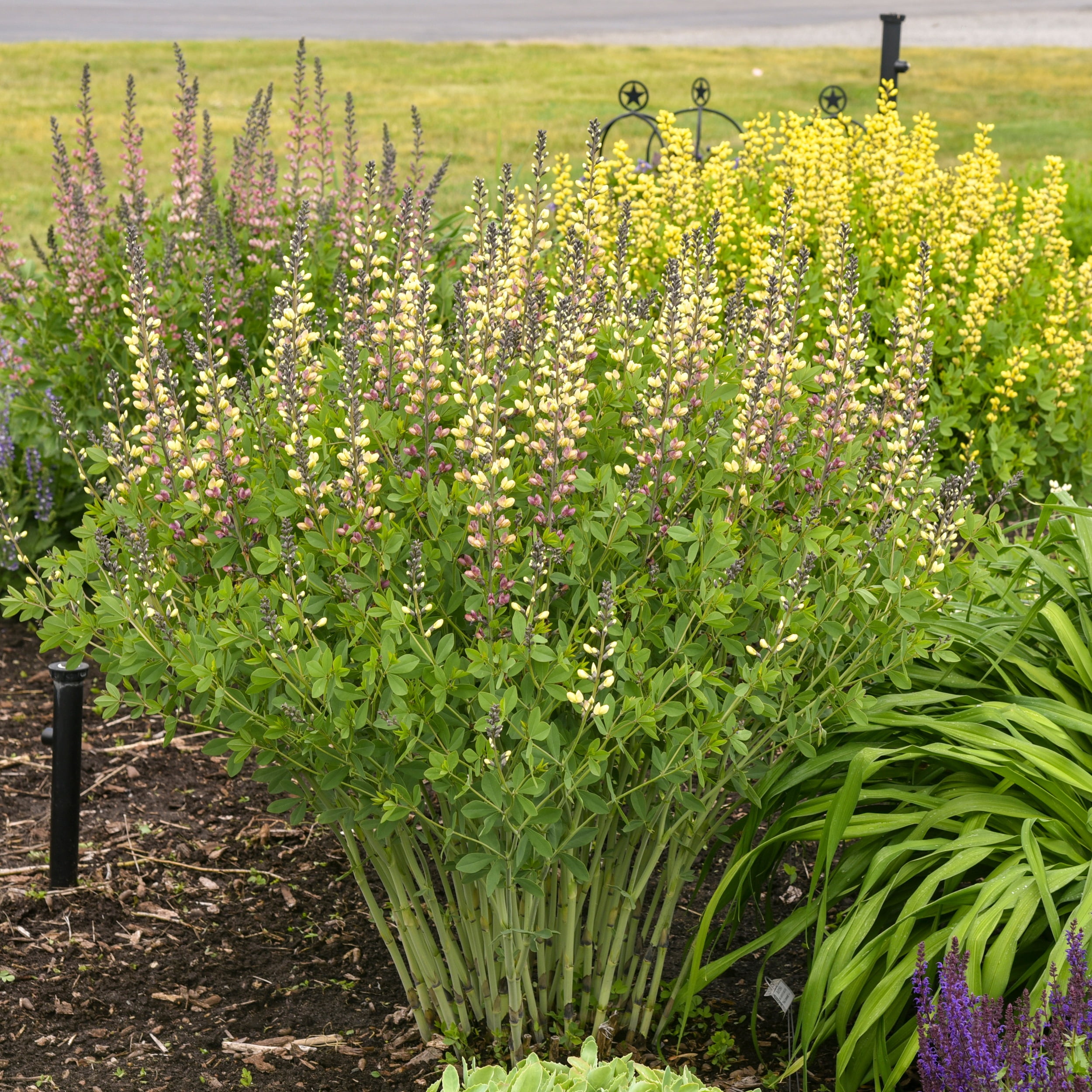Proven Winners 1 Gallon, Decadence Deluxe 'Pink Lemonade' False Indigo (Baptisia), Live Plant, Pink and Yellow Flowers 1 Pack