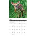 thumbnail image 3 of Willow Creek Press, Seasons of the Whitetail Deer 2025 Wall Calendar, 3 of 4