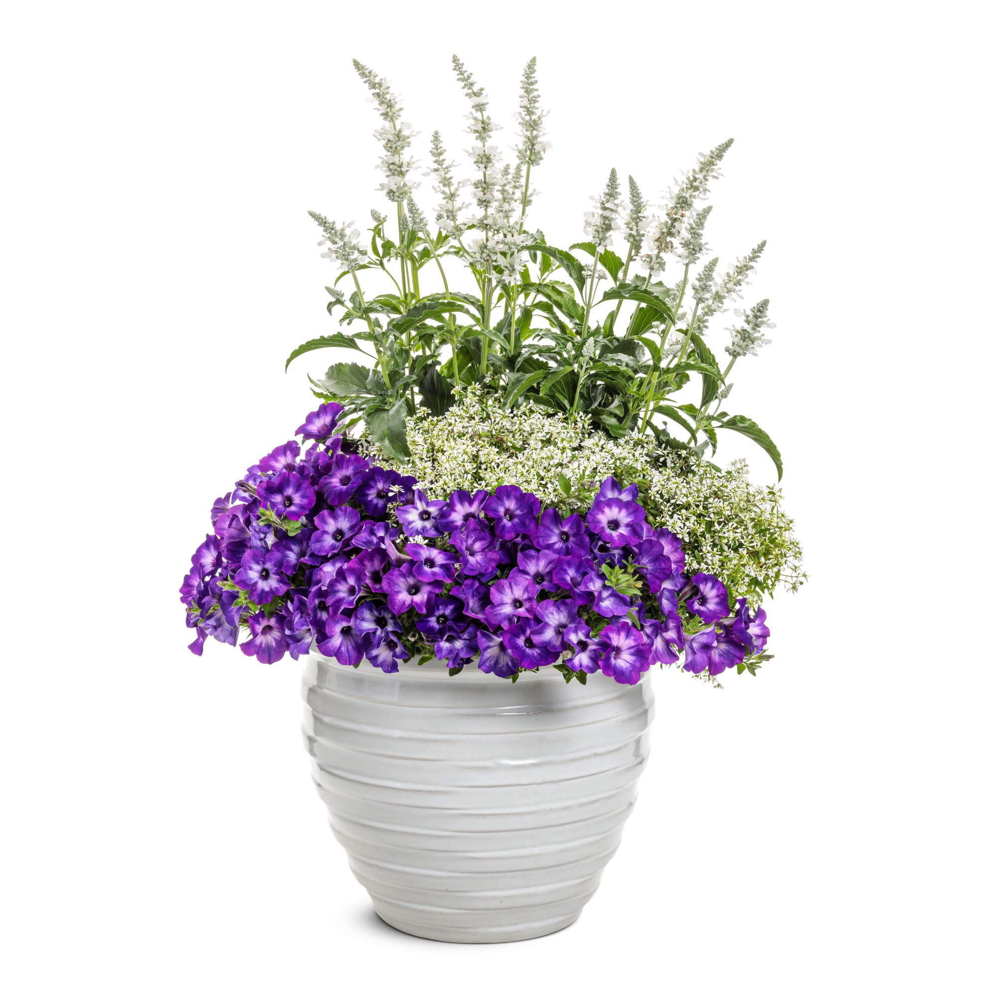 Proven Winners 8" Unplugged White Mealycup Sage Live Plant in 6.5" Pot