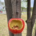thumbnail image 5 of Comedero para Pájaros con Forma de Fruta Simulada, Decoración Colgante para Jardín Al Aire Libre, Colgante de , Comedero Artesanal para Jardín, 5 of 5