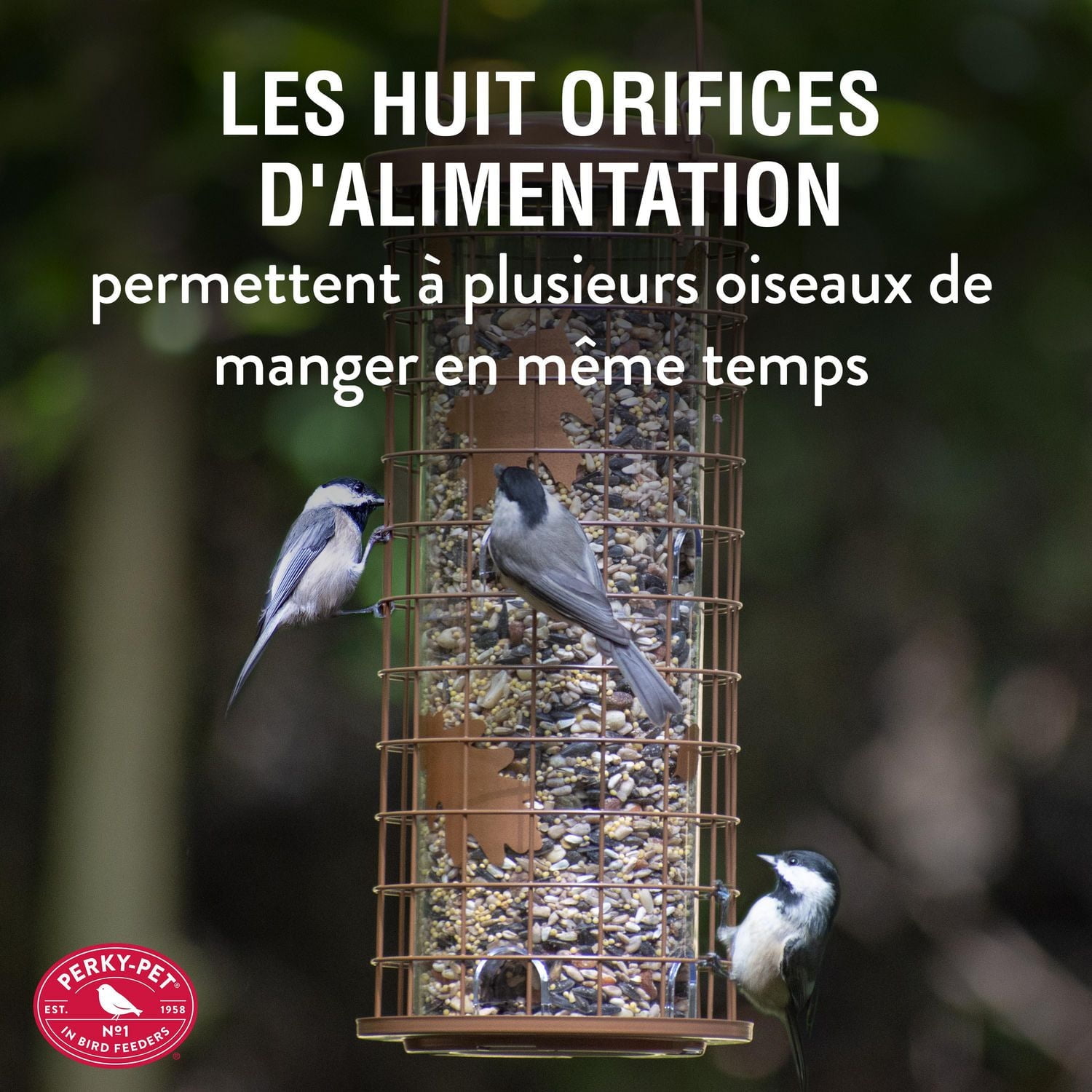 Mangeoire à oiseaux sauvages contre écureuils Perky-Pet