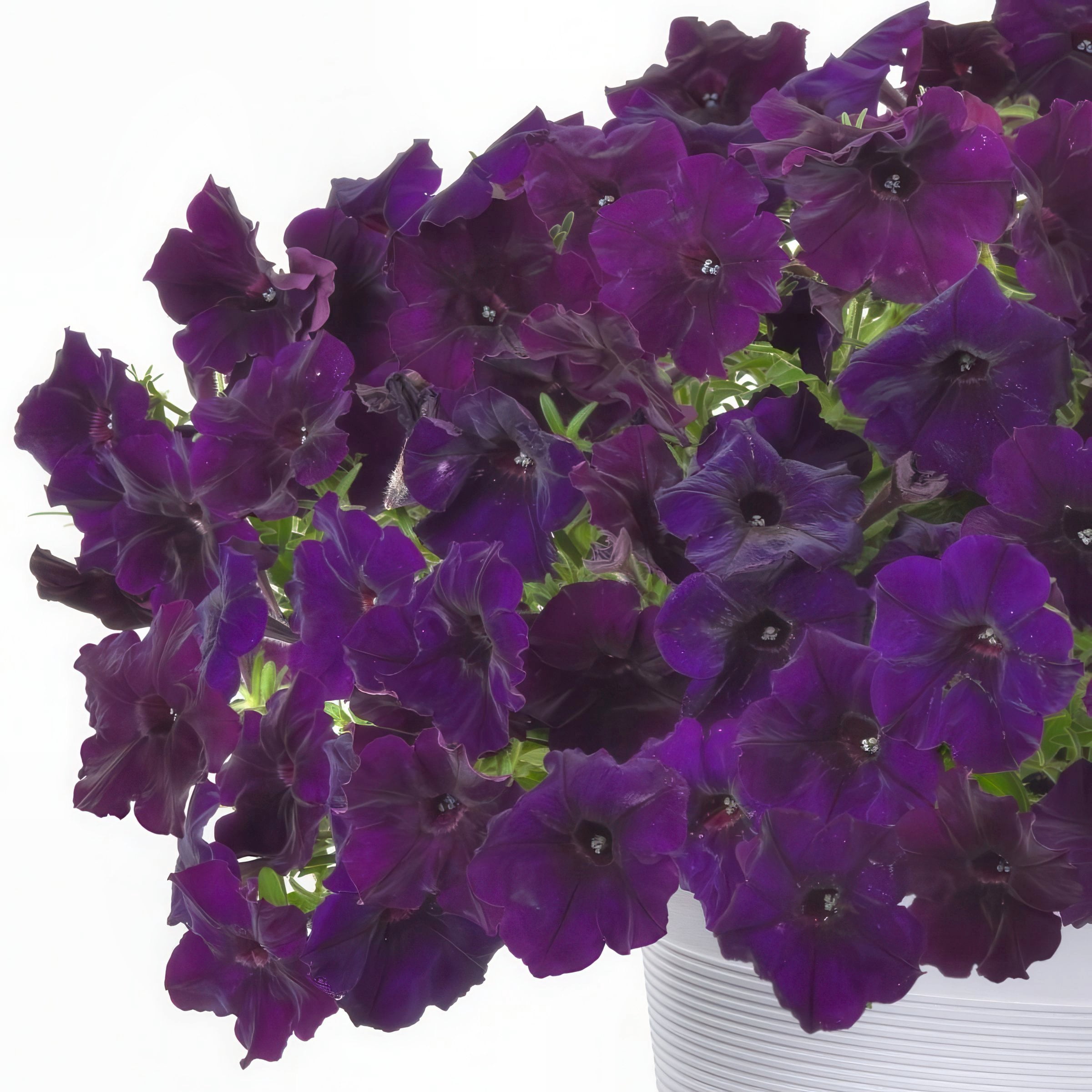 2.5 in. Petunia Easy Wave Navy Velour Petunia Live Annual Plant with Purple Flowers (6-Pack)