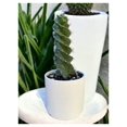 Spiral Cactus Cereus forbesii 'Spiralis' Twisted Rare Succulent