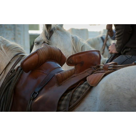 Jumper Saddle Pad - Canvas Print Saddle Gardian Camargue Jumper Horses Stretched Canvas 10 x 14