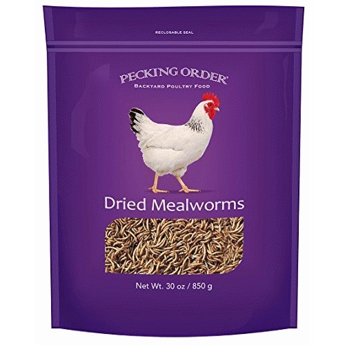 download mealworms for chickens download mealworms for chickens