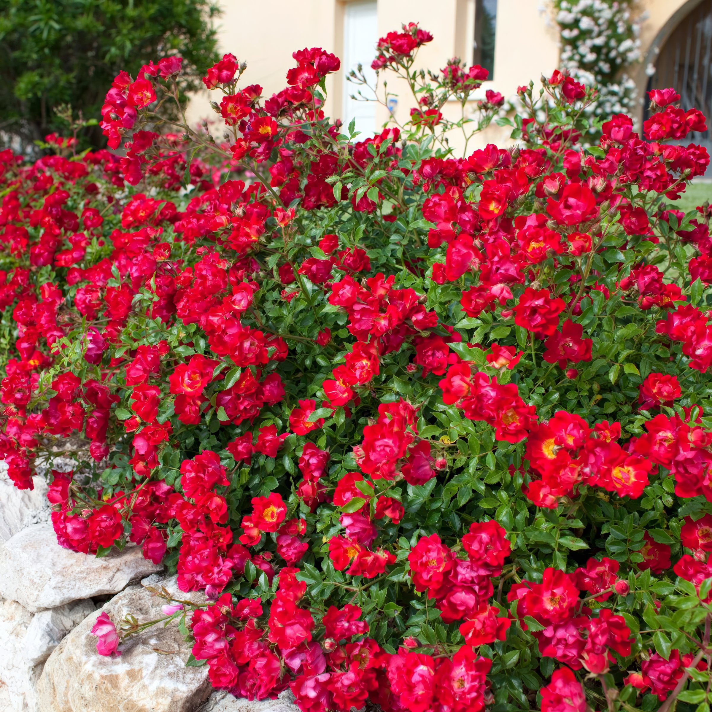 National Plant Network 3 gal Drift Rose Red Live Shrub Conditions in Full Sun with Red Flowers