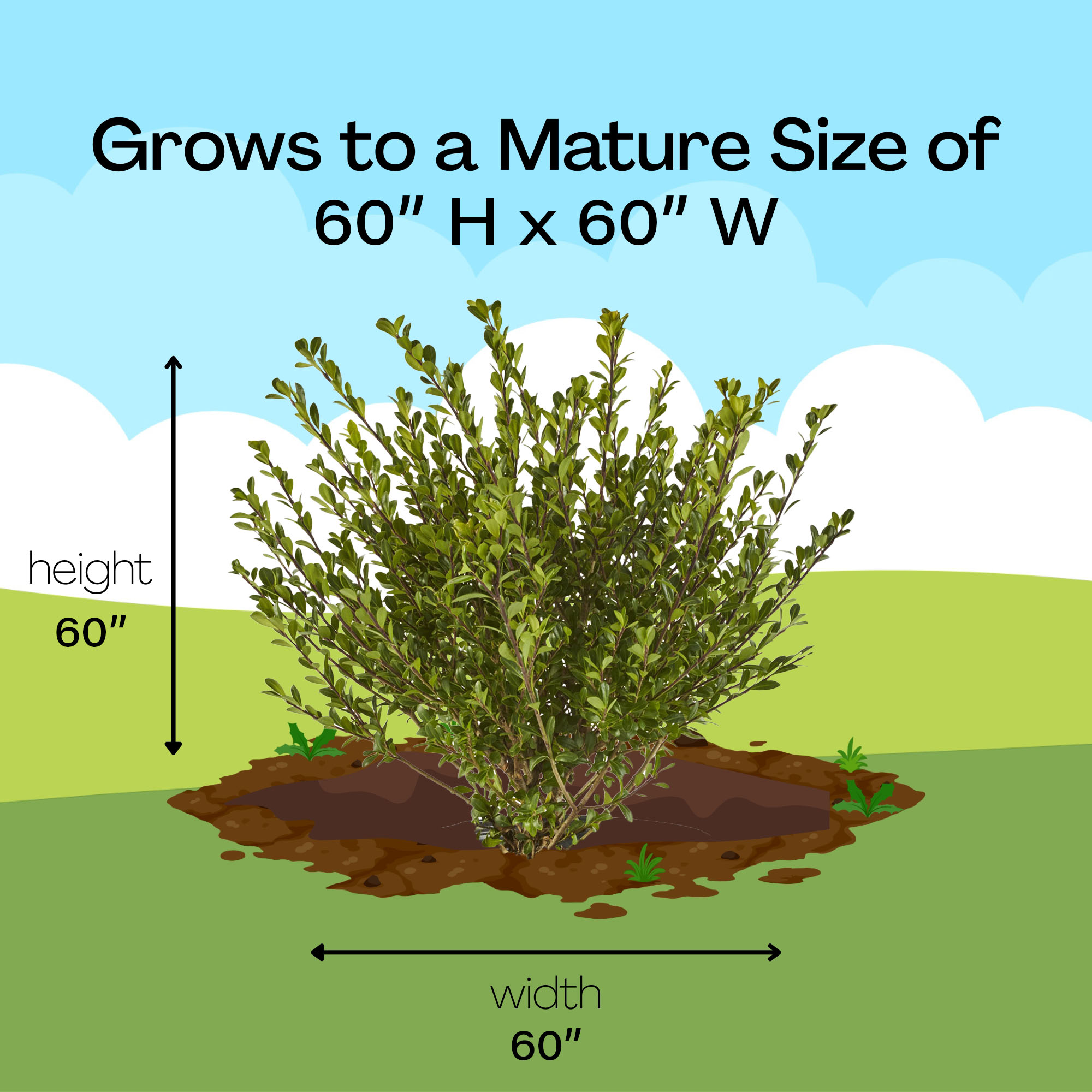 Expert Gardener Compacta Holly (Ilex) Live Shrub (2.25 Gallon)