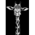 thumbnail image 2 of Incado 13x18 Black Ornate Wood Framed with Double Matting Museum Art Print Titled - Giraffe, 2 of 4