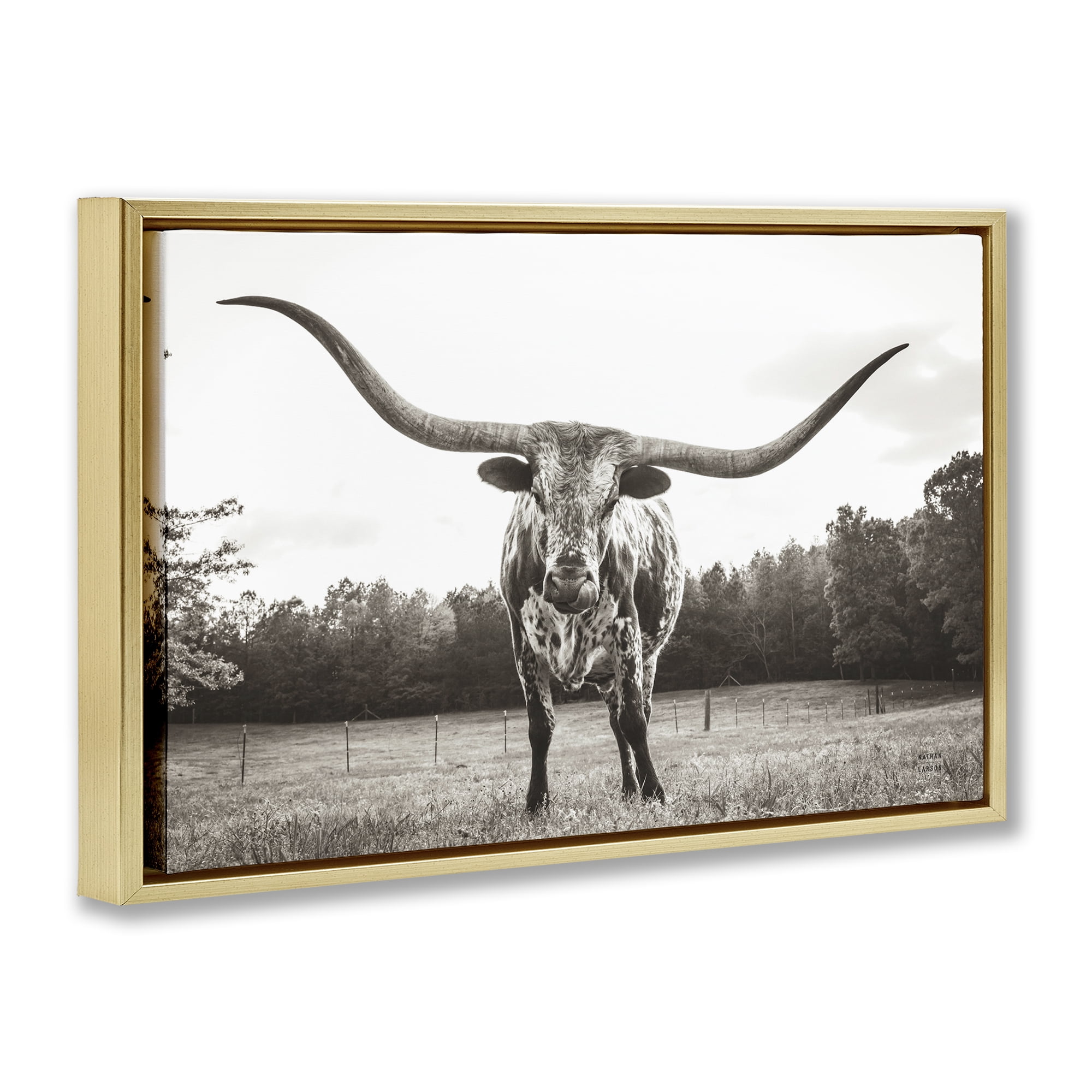 Stupell Industries Longhorn Licking Lips Animals Photography Gold Floater Framed Canvas Art Print Wall Art, 25 x 17