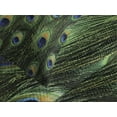 thumbnail image 4 of Ambesonne Peacock Quilted Bedspread Set 3 Pcs, Exotic Animal Feathers, King Size, Green Mustard Navy, 4 of 5