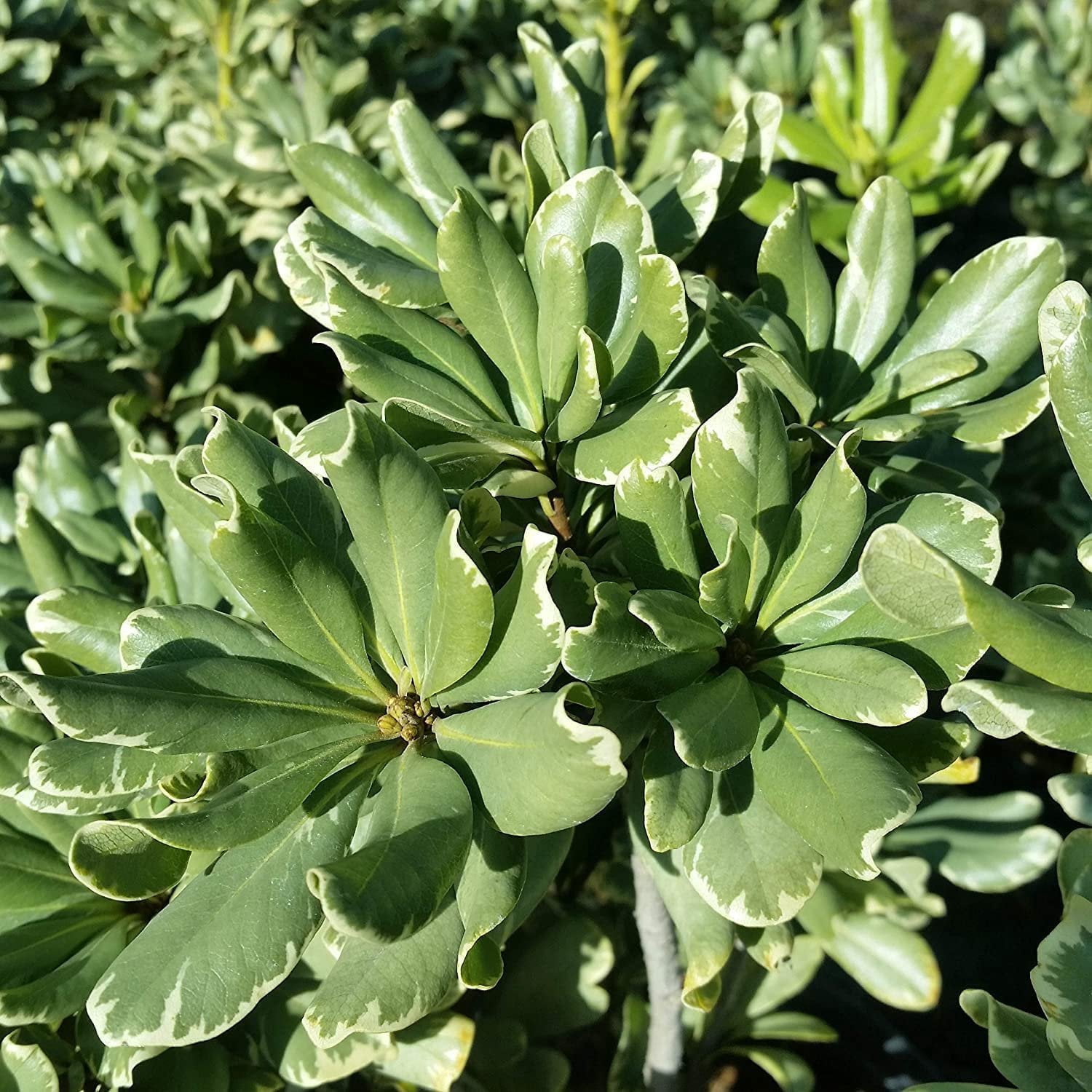 Variegated Pittosporum  10 Live Plants  Pittosporum Tobria Variegatum  Evergreen Border Accent Hedge Shrub