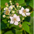 thumbnail image 2 of Set of 2 Navaho Thornless Blackberry Live Plants 4-6 Inch Tall, Sweet Berry Bushes for Gardens, 2 of 6