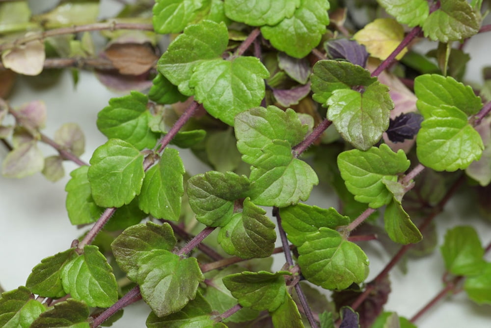 Indian Mint Plant Satureja douglasii Live Plant 4" Pot