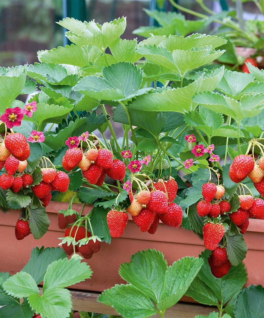 Delizz Strawberry Fragaria 4 Plants 2.5" Pots NEW!