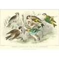 thumbnail image 2 of Stewart, J. 18x14 White Modern Wood Framed Museum Art Print Titled - Goldfinch, Buntings and Wrens, 2 of 4