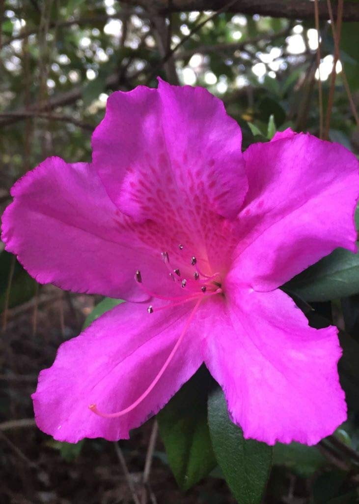 Purple Formosa Azalea  3 Live Plants  Rhododendron Formosum  Lush Flowering Shrub  Hardy Garden Landscape Accent  Vibrant Spring Blooms