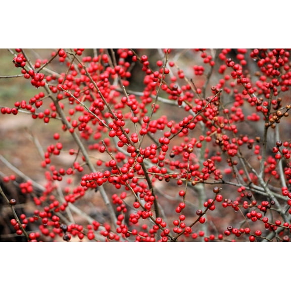 50 WINTERBERRY Holly Ilex Verticillata - Candian Holly  / Fever Bush / Black Alder Tree Shrub Red Berry White Flower Seeds