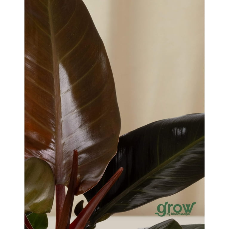 artificial varigated philodendron Philo Artificial Philodendron Potted Plant 39''