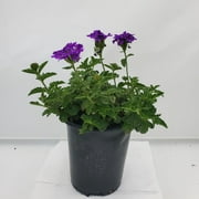 Expert Gardener Outdoor Live Plant Verbena 2.5qt