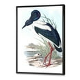 thumbnail image 3 of Designart 'Australian Vintage Birds I' Traditional Framed Canvas Wall Art Print, 3 of 5