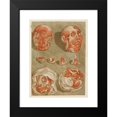 thumbnail image 2 of Arnauld Gautier d'Agoty 15x18 Black Modern Framed Museum Art Print Titled - Four Dissected Heads with Details of Eyes, 2 of 5