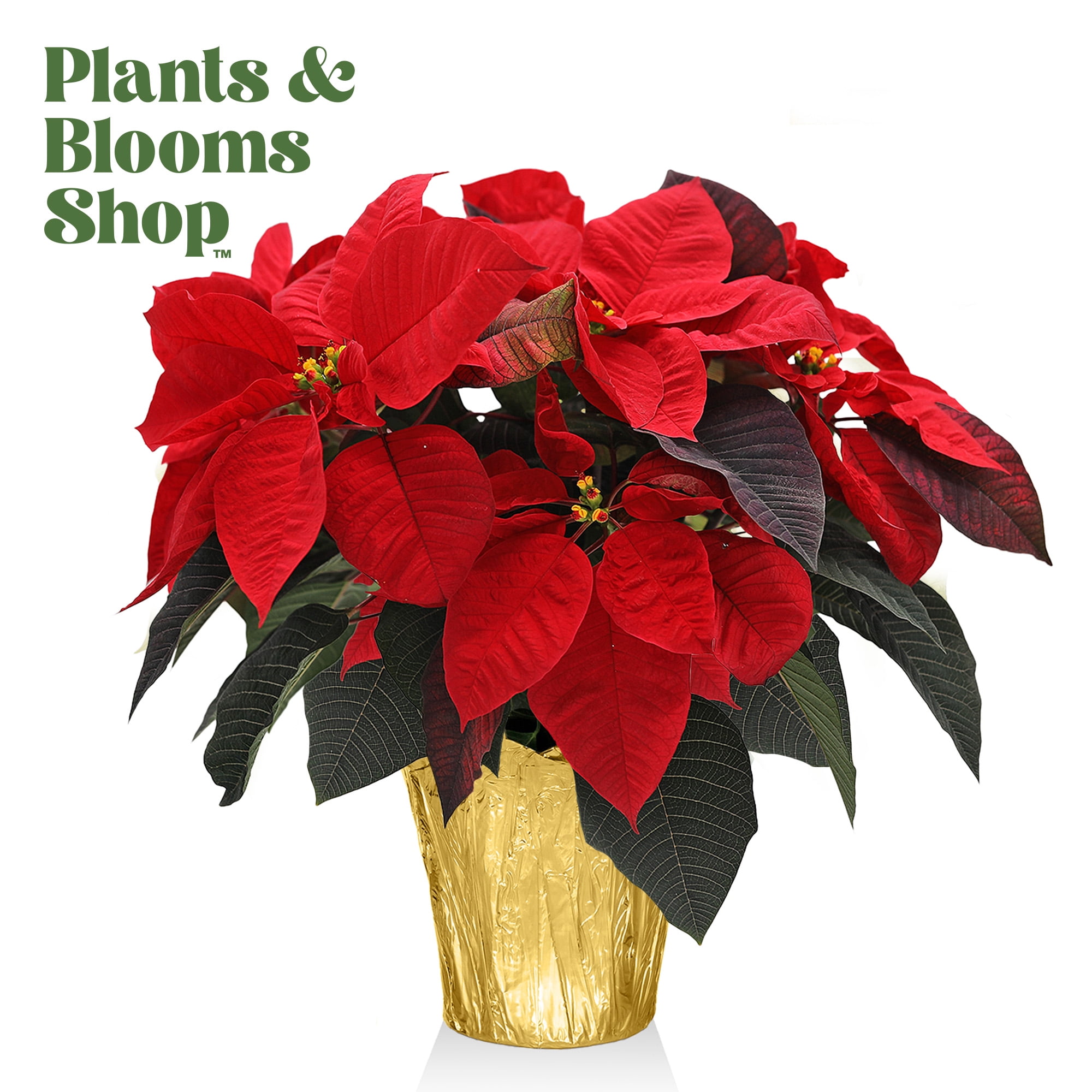 Plants and Blooms 1416" Red Poinsettia Live Plant in 6" Grower Pot