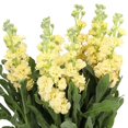 thumbnail image 2 of RedCrocus Harmony Cream Yellow Dwarf Stock- Compact, Fragrant, Pollinator-Attracting Plant for Borders & Containers 6" Pot (Pack of 5), 2 of 15