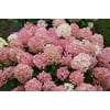 Proven Winners HDYPRC1186101 Fire Light 'Tidbit' Hydrangea Live Plant, 1 Gal, White and Red Flowers