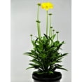 thumbnail image 4 of Better Homes and Gardens Outdoor Live Plant Coreopsis Tickseed Moonswirl Yellow 2.5QT, Full Sun, 4 of 4