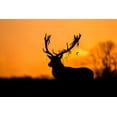 thumbnail image 2 of Harling, Stuart 32x23 Black Ornate Wood Framed with Double Matting Museum Art Print Titled - Red Deer Stag Silhouette, 2 of 4