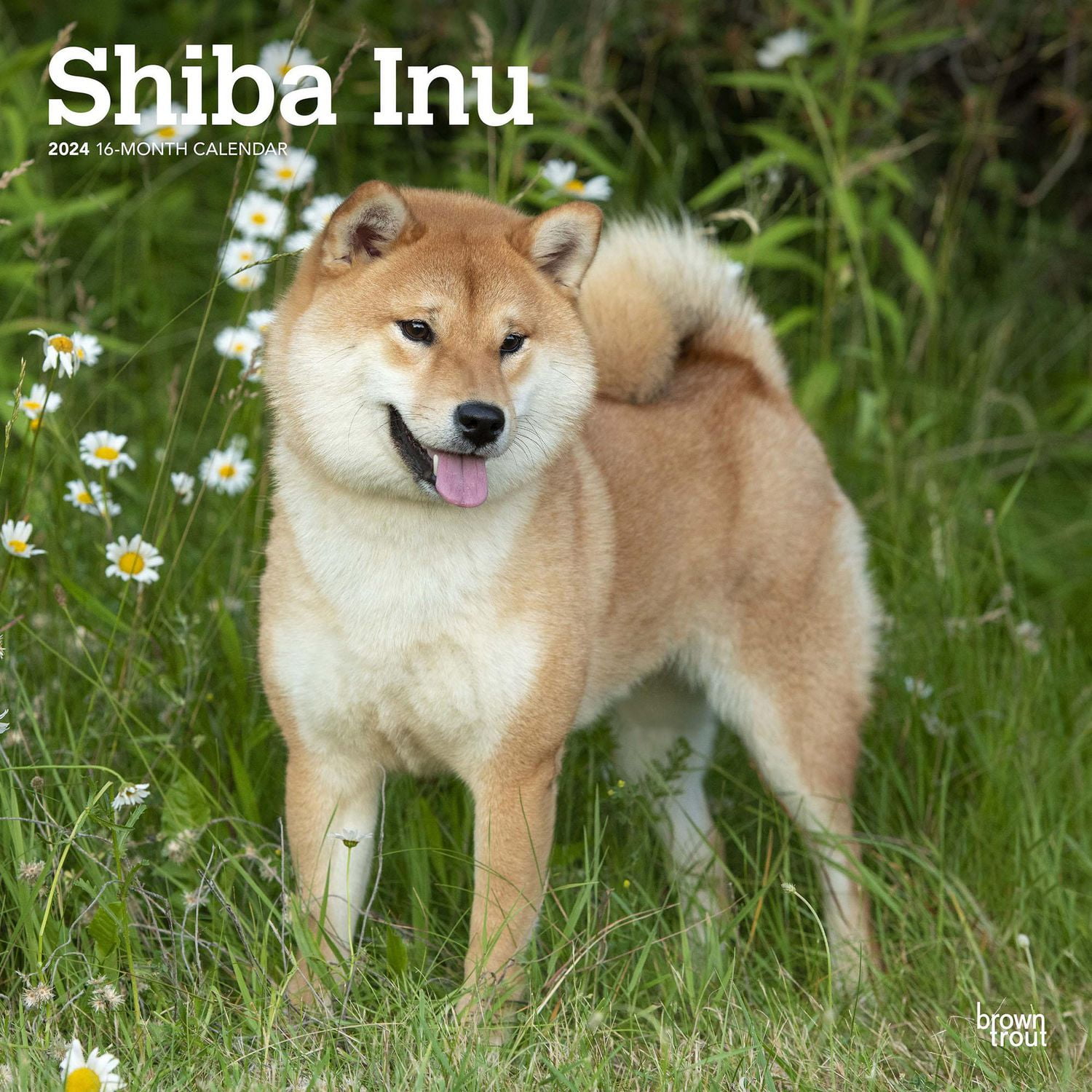 BrownTrout Shiba Inu 2024 Mur Carré 30.48x60.96 CM, 9781975465001