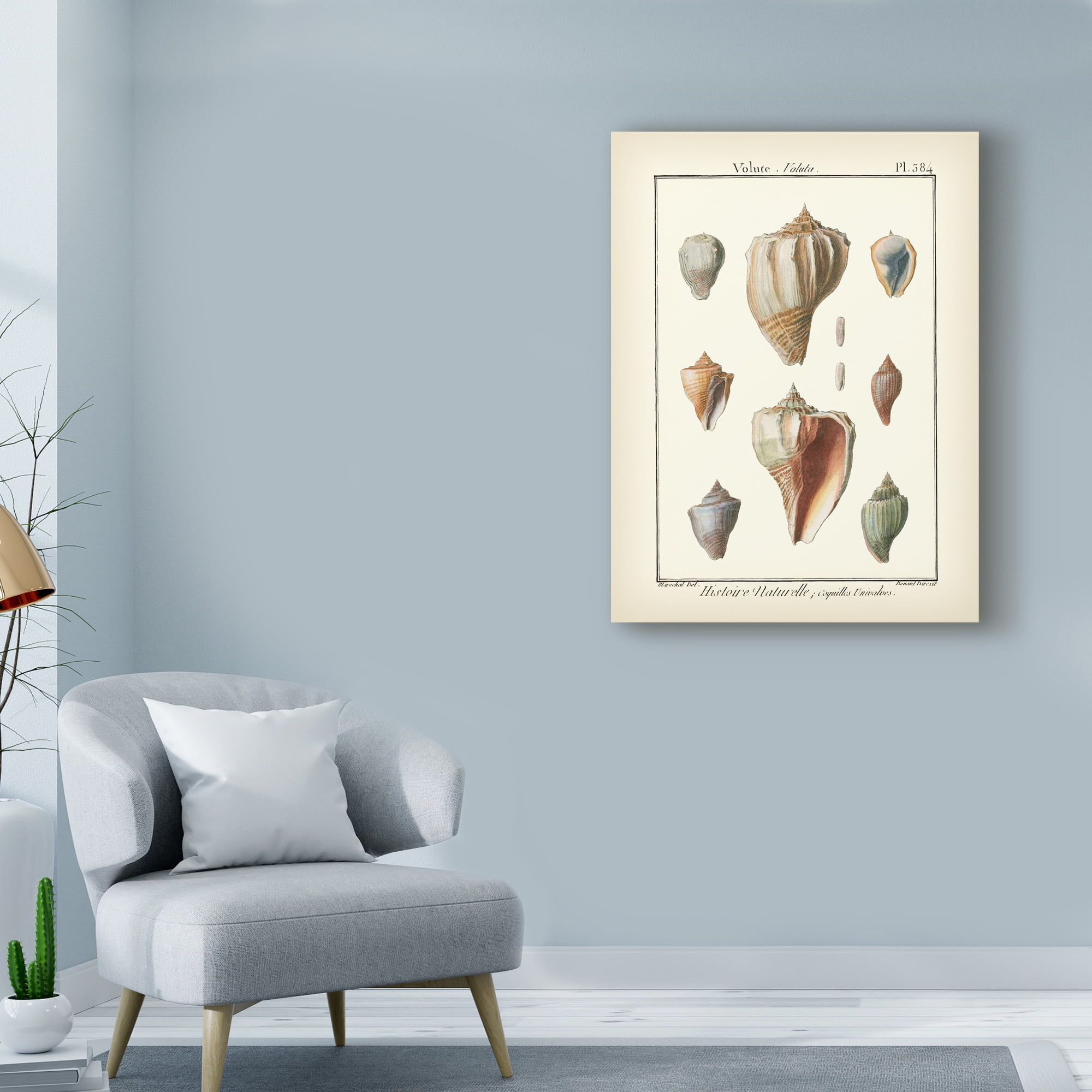 Trademark Fine Art 'Volute Shells' Canvas Art by Denis Diderot