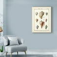 thumbnail image 3 of Trademark Fine Art 'Volute Shells' Canvas Art by Denis Diderot, 3 of 4