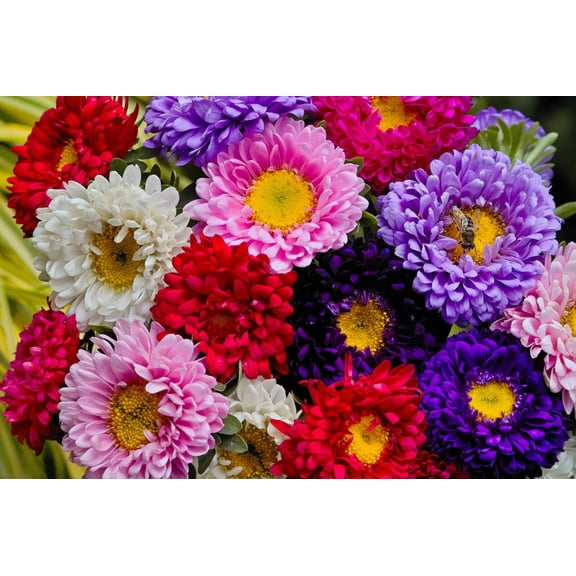 1000 POWDER PUFF ASTER Mix Callistephus Chinensis Flower Seeds
