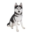 thumbnail image 3 of Husky siberiano grande blanco y negro de Sculpture Hi-Line Gift Ltd., 3 of 8
