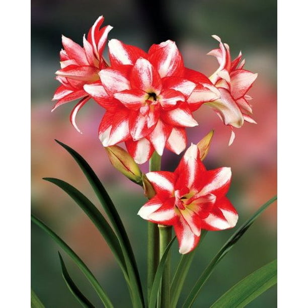 Exotic Peacock Amaryllis Bulb, Double Blooming