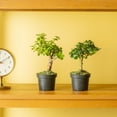 thumbnail image 4 of Costa Farms 12" Bonsai Grower's Choice Live House Plants in 5" Grower Pot, 2 (Count), 4 of 10