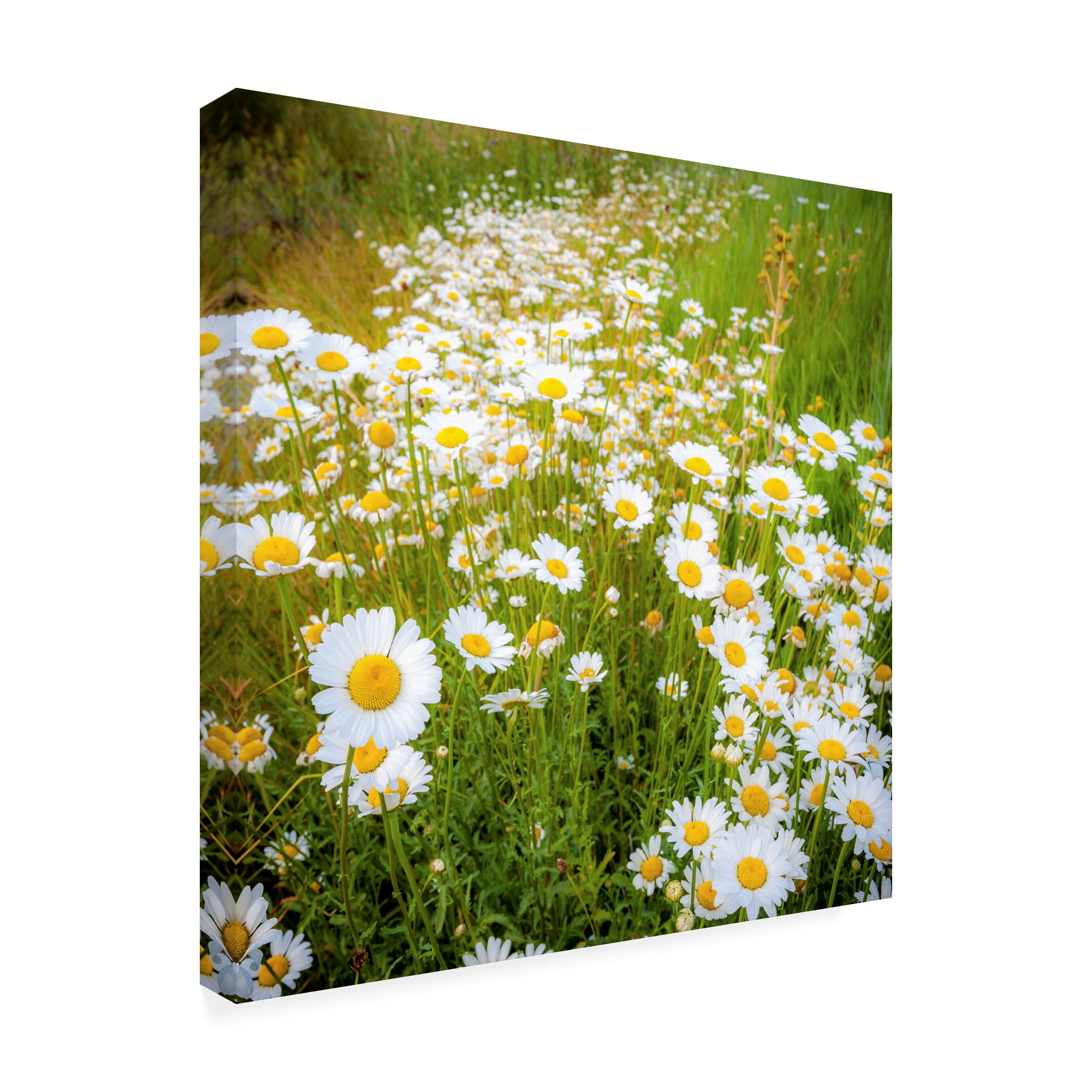 Trademark Fine Art 'Daisies In Field' Canvas Art by Dan Ballard