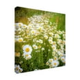 thumbnail image 2 of Trademark Fine Art 'Daisies In Field' Canvas Art by Dan Ballard, 2 of 3