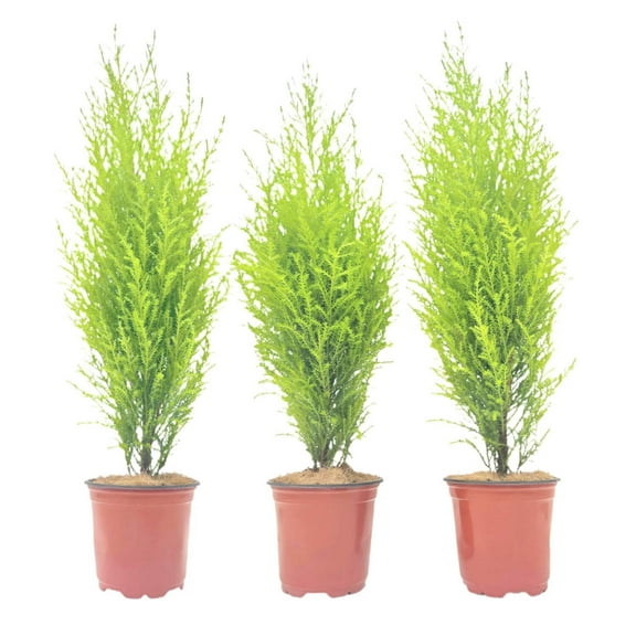 3-PK Live Dwarf Lemon Cypress, Cupressus macrocarpa ‘Goldcrest Wilma,’ Live Indoor Tree, Houseplant, Garden Plant, Fragrant Plant, 4.5-in Pot(s)
