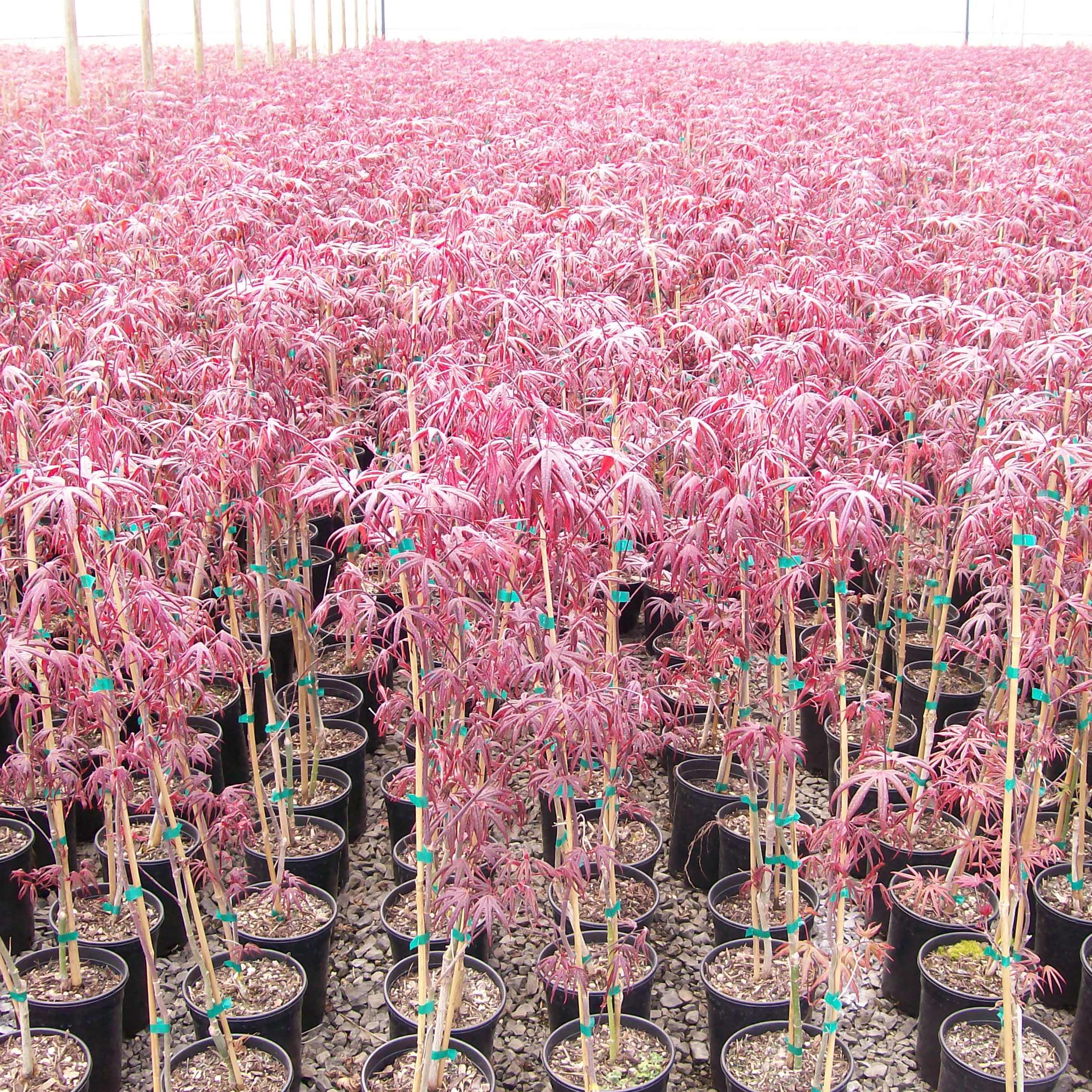 Expert Gardener Japanese Maple Crimson Queen Live Tree 1 Gallon