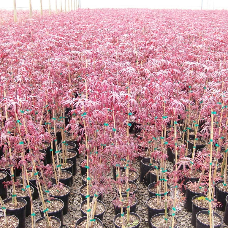Expert Gardener Japanese Maple Crimson Queen Live Tree 1 Gallon
