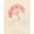 thumbnail image 3 of Clemenz Heinrich Wehdemann 12x14 Black Modern Framed Museum Art Print Titled - Bruswigia (Coranica Ammochais) (1817), 3 of 5