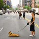 thumbnail image 4 of Correa retráctil para perros con un botón de freno y bloqueo, 1,1 m, tracción extensible flexible. Negro, 4 of 8